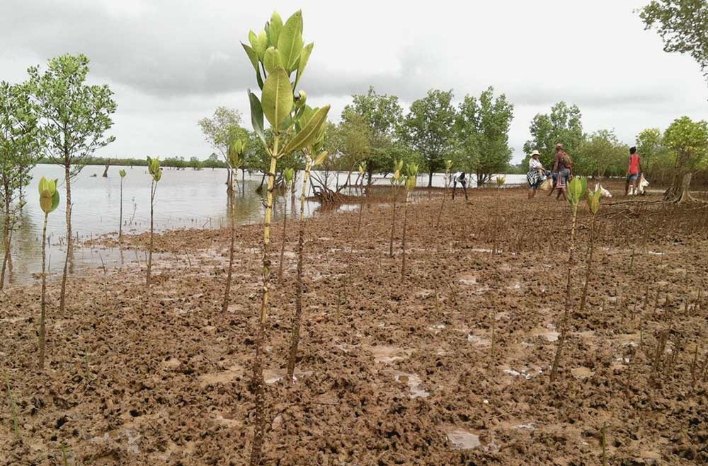 mangroves