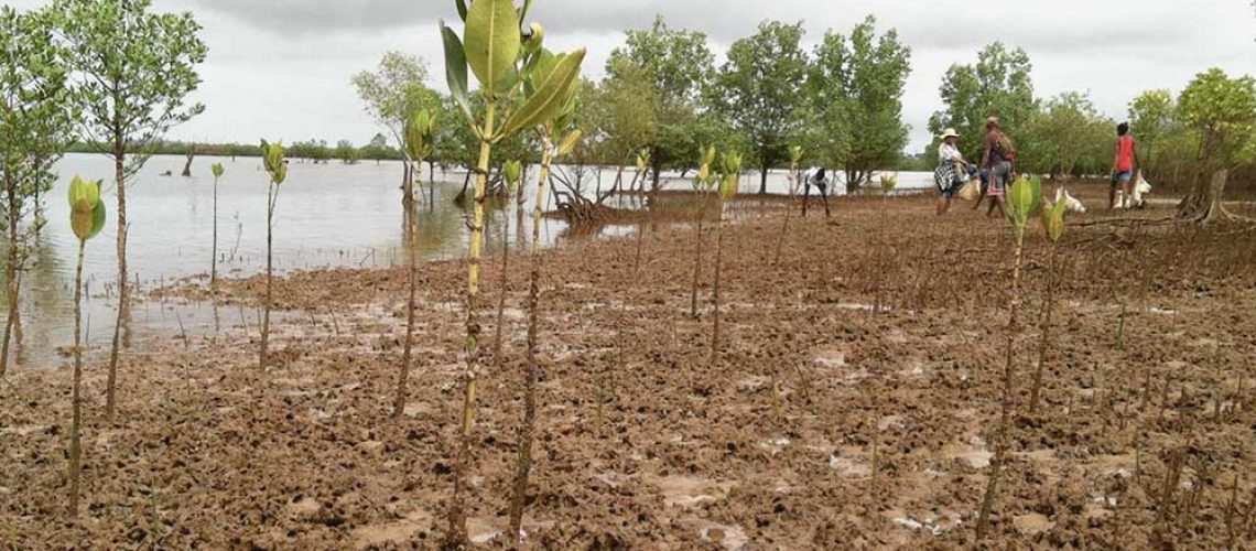 mangroves